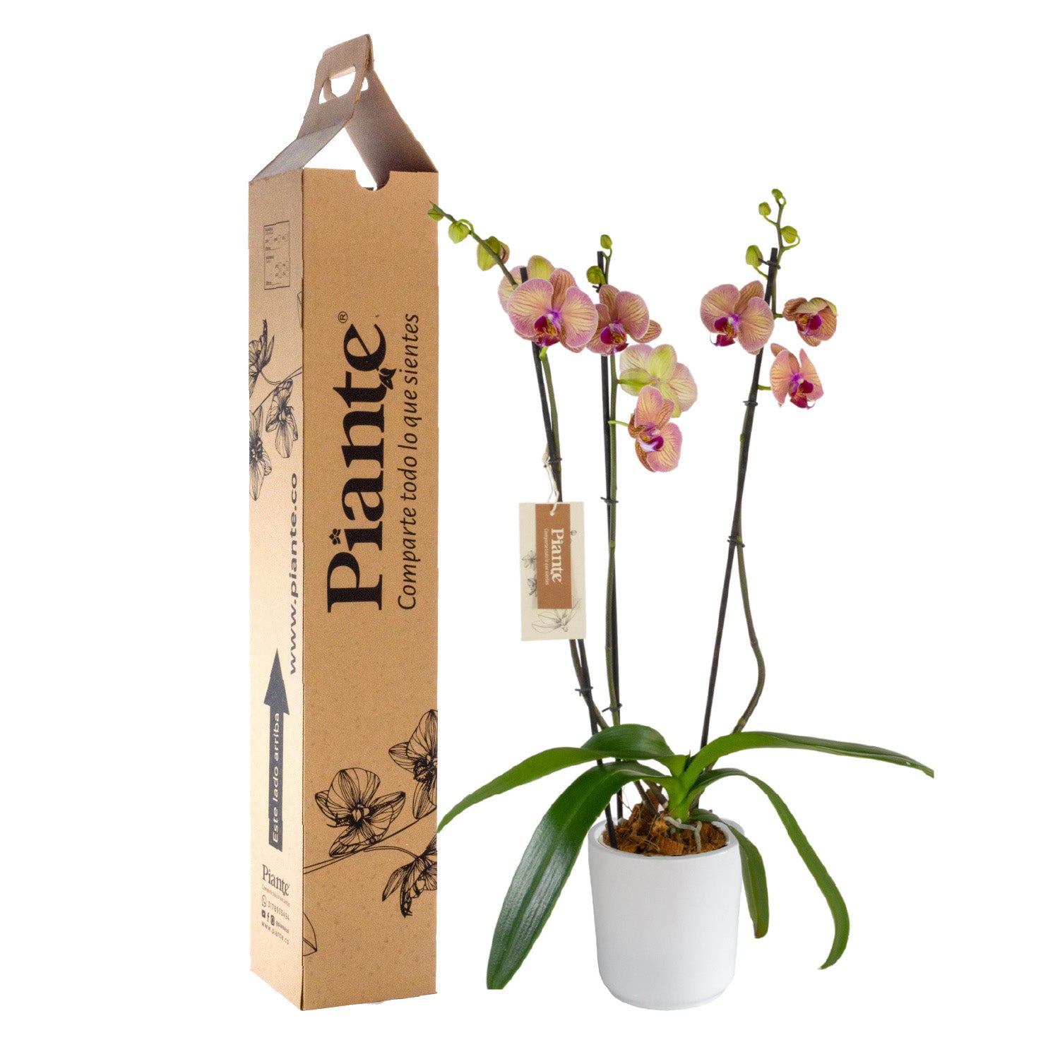 OrquideaGrandieliteNARANJAGoldenLeopardenmateraceramica.jpg