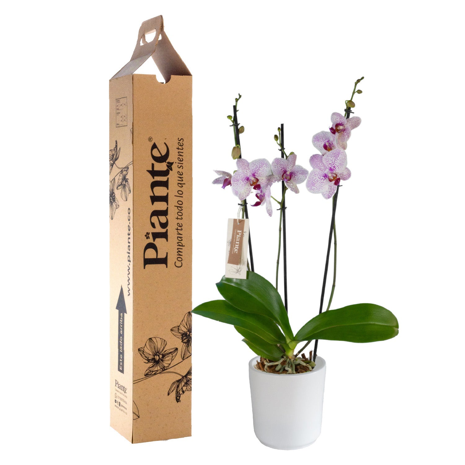 OrquideaGrandieliteROSADOGoteborgenmateraceramica.jpg