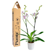 Orquídea Grandi supreme Exotica Palamos en matera ceramica