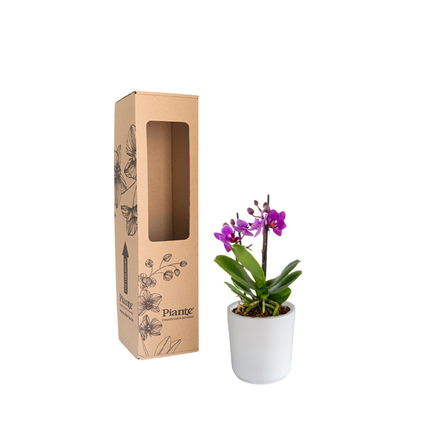 OrquideaMidiSUPREMEMORADOHoneybeeenceramica.jpg
