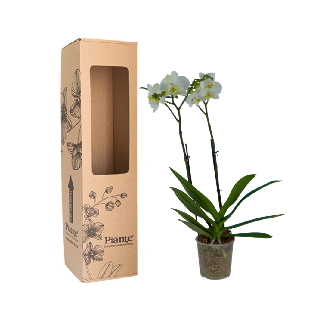Orquídea Midi Supreme Blanco Lech