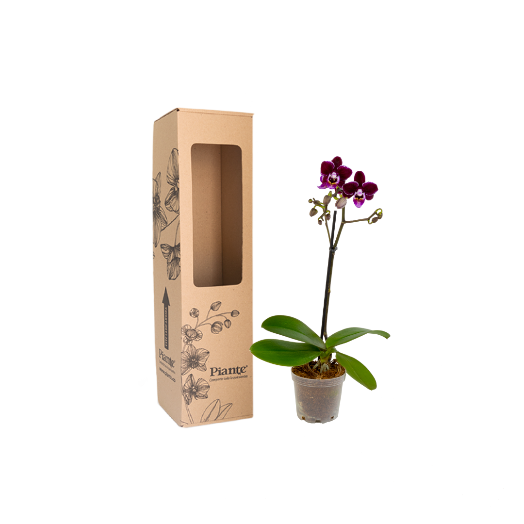 OrquideaMiniPremiumSantaBarbara.png