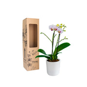 Orquídea Mini Supreme Blanco Little Spirit en matera cerámica