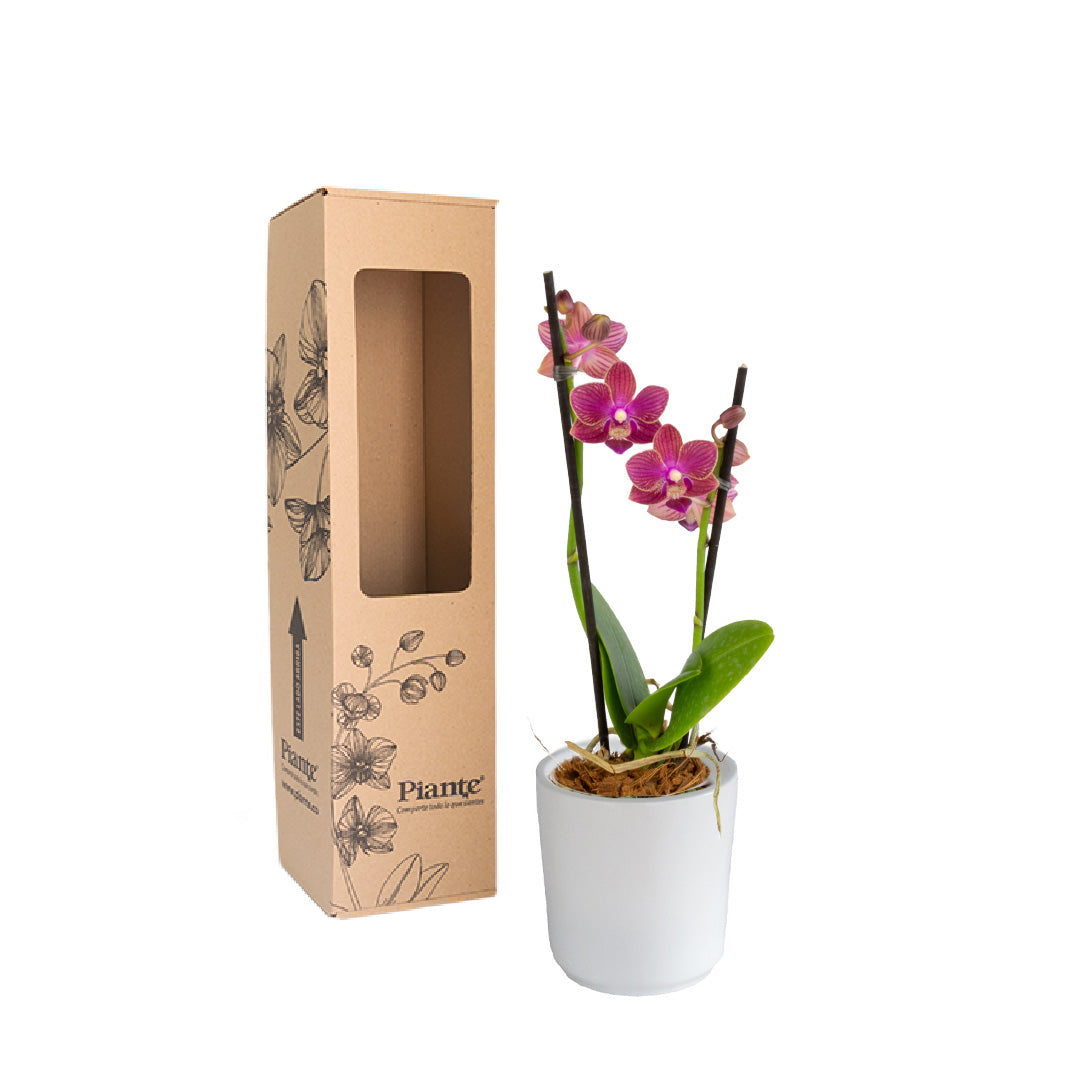 OrquideaMiniSUPREMEROJOLolaenmateraceramica.jpg