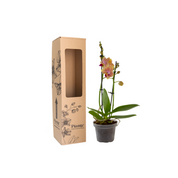 Orquídea Mini Supreme Naranja Sogo Jisso