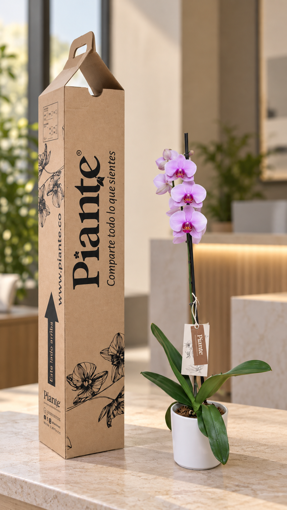 Orquídea Grandi premium Rosado Washington en matera cerámica