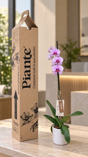 Orquídea Grandi premium Rosado Washington en matera cerámica