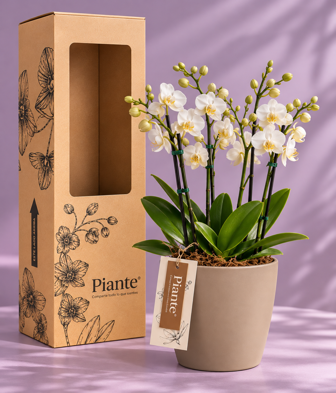 OrquideaPianteenempaqueelegante.png