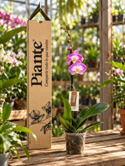 Orquídea Grandi Premium Exotica Sunca Split en Matera de cultivo