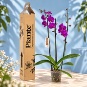 Orquídea Grandi elite Morado Johannesburg