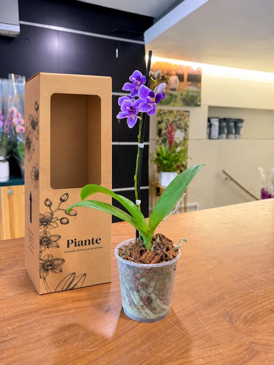 Orquídea Midi Premium Morada Violet Star en Matera de Cultivo