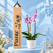 Orquídea Grandi Elite Formation en Matera Ceramica Blanca