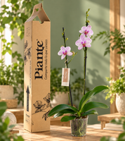 Orquídea Grandi supreme Rosado Goteborg