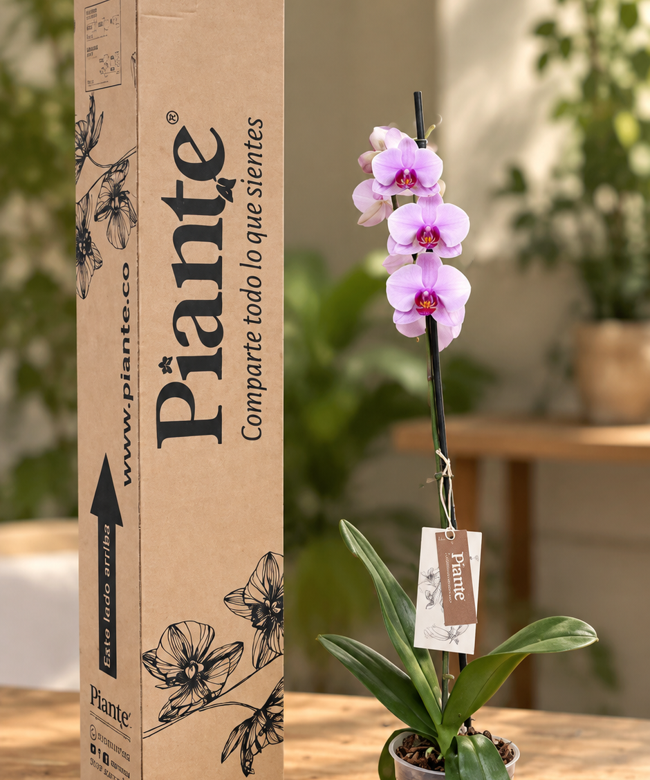 OrquideaPiantejuntoasuempaque_1.png