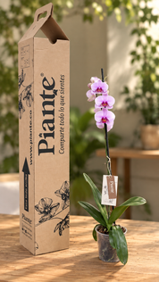 Orquídea Grandi premium Rosado Washington