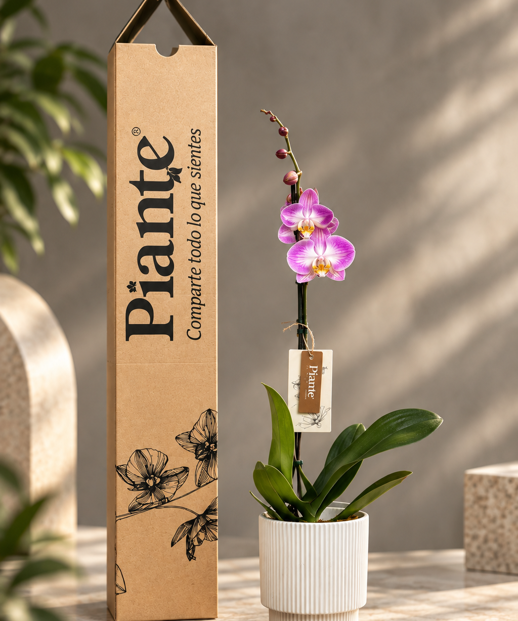 OrquideaPiantejuntoasuempaqueartesanal.png
