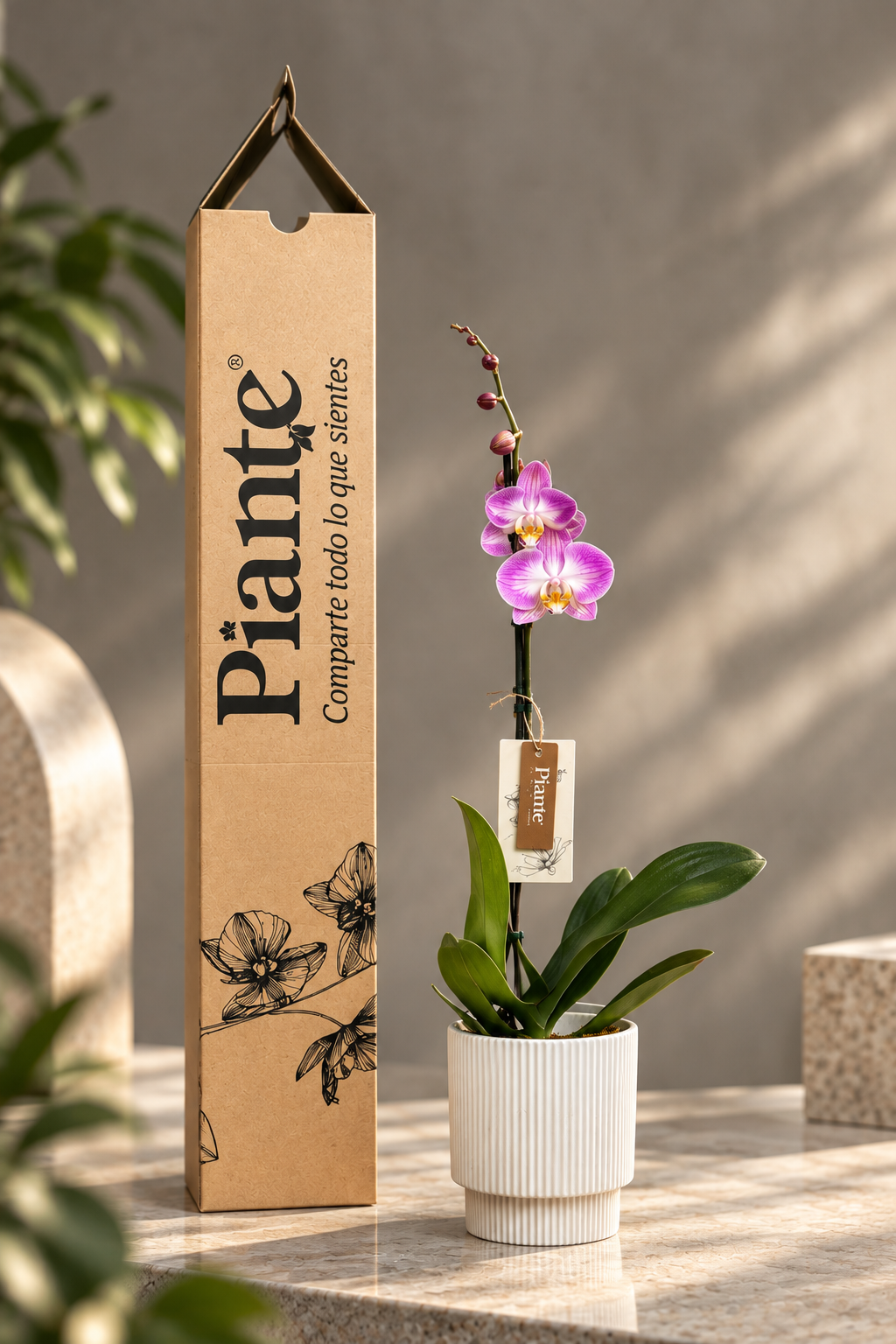 Orquídea Grandi Premium Exotica Sunca Split en Matera Acanalada