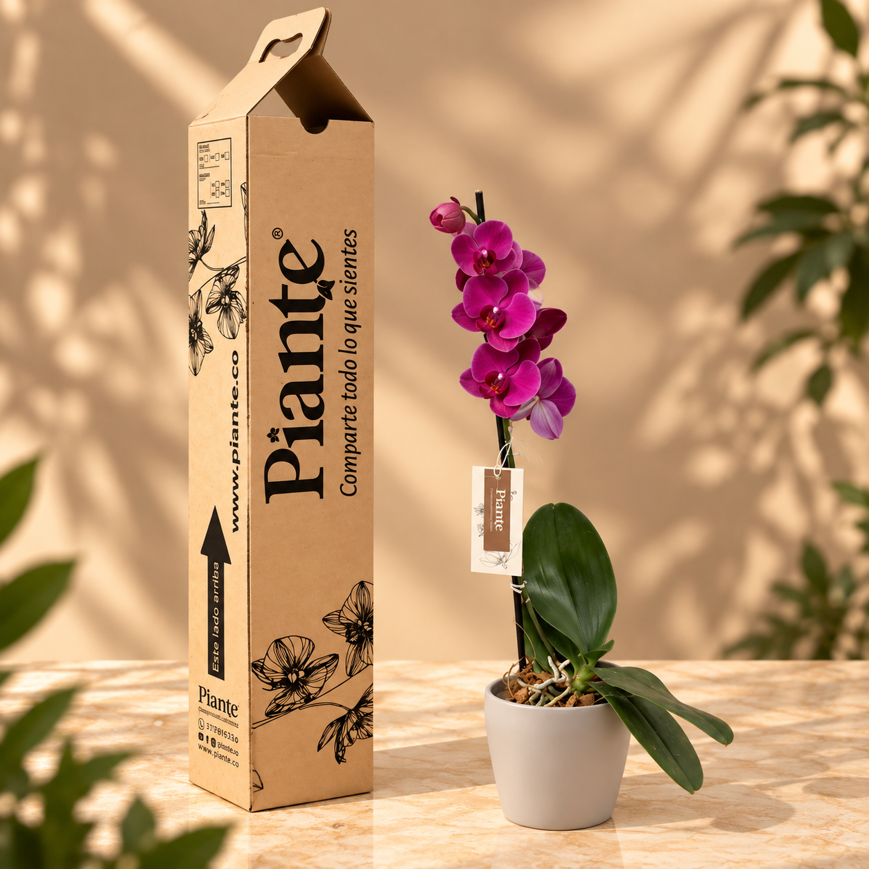 Orquídea Grandi Premium Montreux en Taupe 15