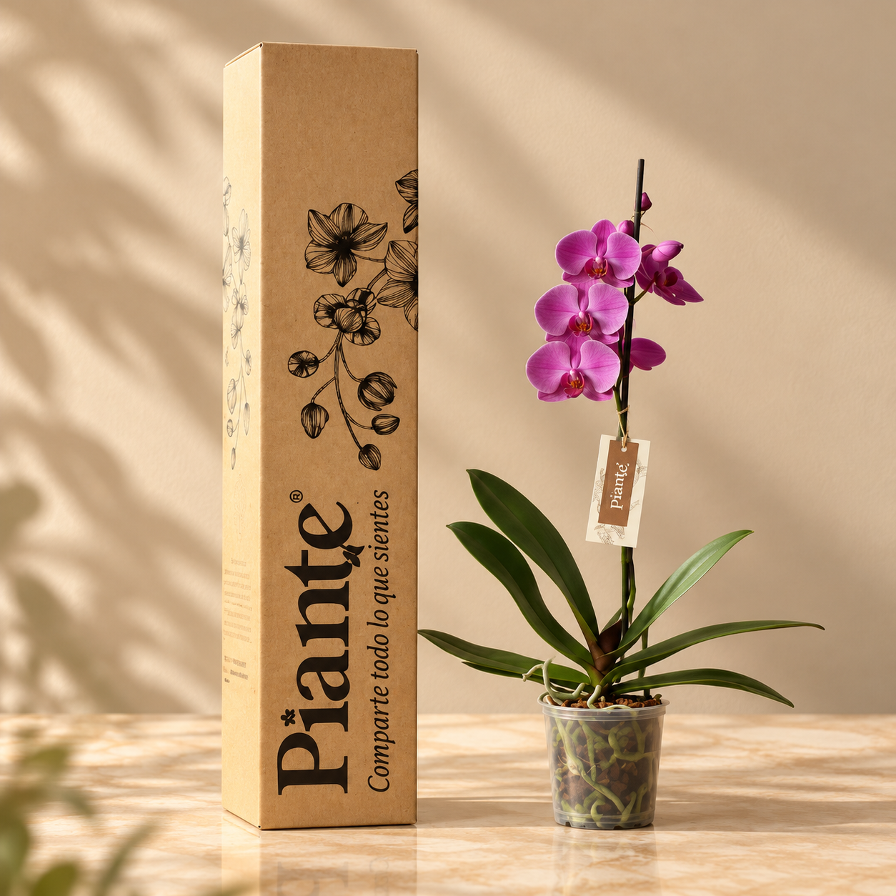 Orquídea Grandi Premium Morada Evolution en Matera de Cultivo