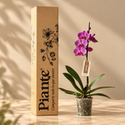 Orquídea Grandi Premium Morada Evolution en Matera de Cultivo