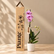 Orquídea Grandi Premium Morado Sevilla en Matera Ceramica