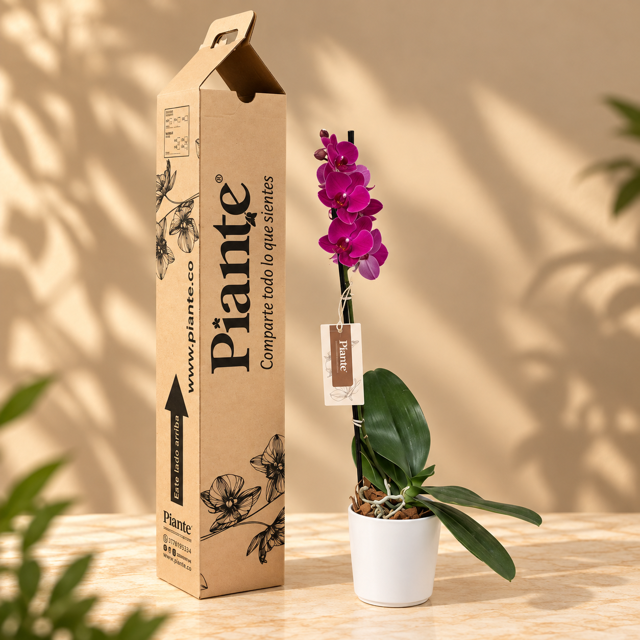 Orquídea Grandi Premium Rojo Montreux en Matera Cerámica
