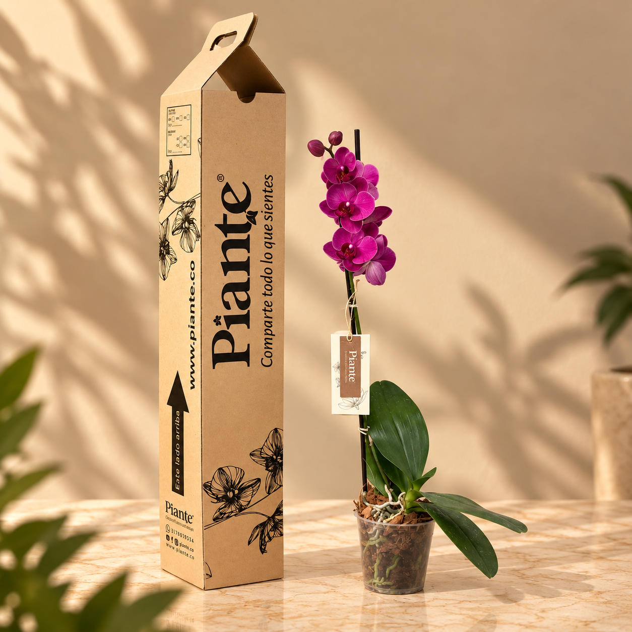Orquidea_Grandi_Premium_Rojo_Montreux_en_Matera_de_Cultivo.png