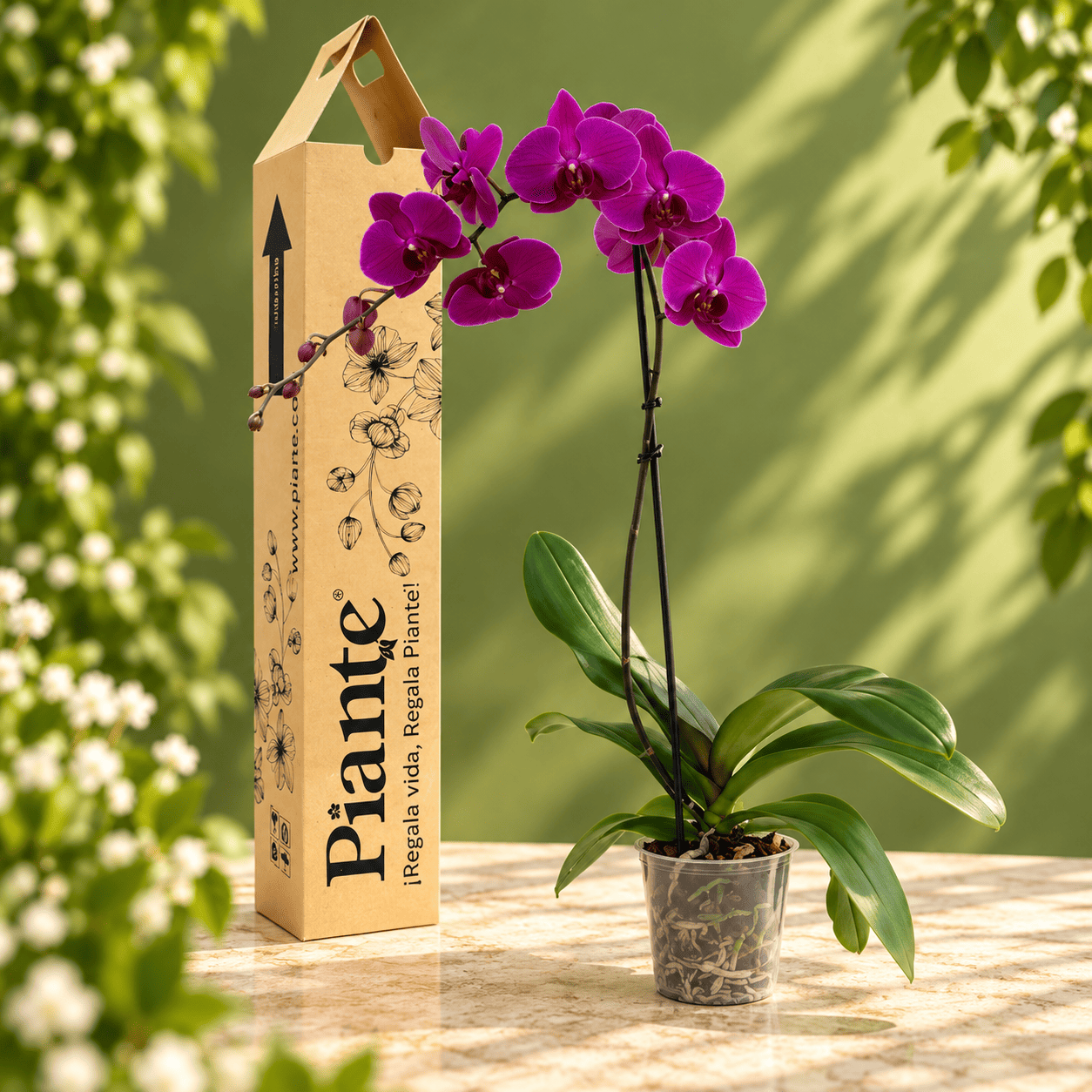 Orquidea_Grandi_Premium_Stellenbosch.png