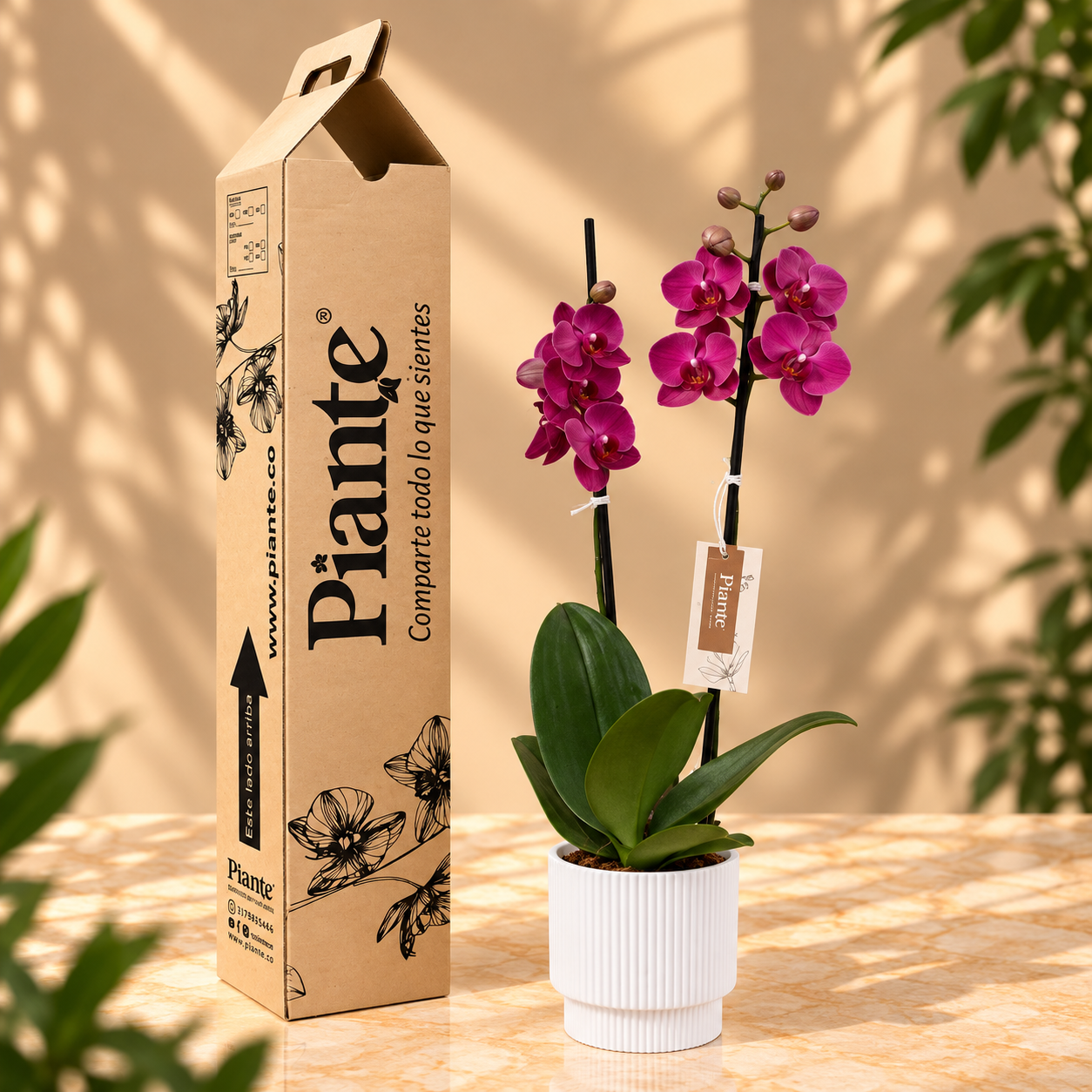Orquídea Grandi Supreme Montreux en Matera Acanalada