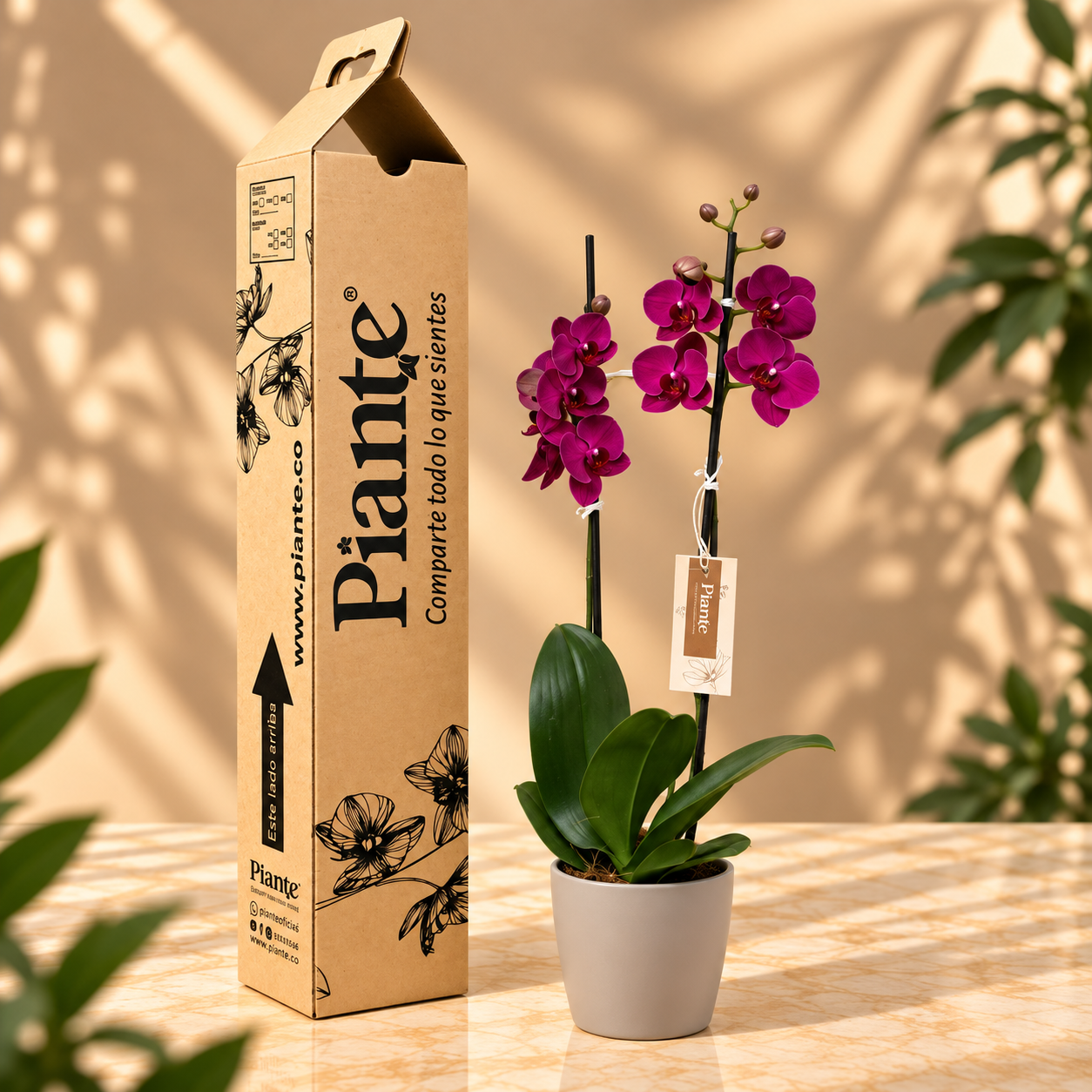 Orquídea Grandi Supreme Rojo Montreux en Taupe 15