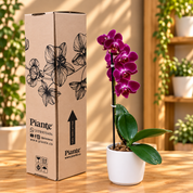 Orquídea Midi Premium Morado Hamburg en matera cerámica