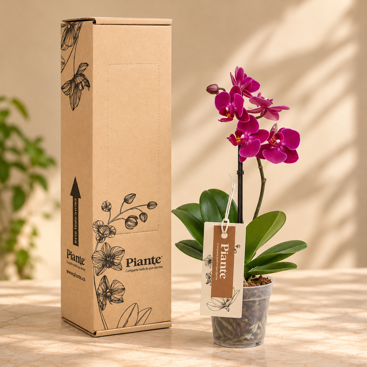 Orquídea Midi Premium Morado Merida