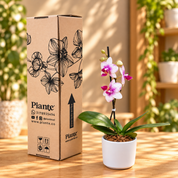 Orquídea Midi Premium Rotterdam Exotica en Matera Cerámica