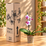Orquídea Midi Premium Rotterdam Exotica