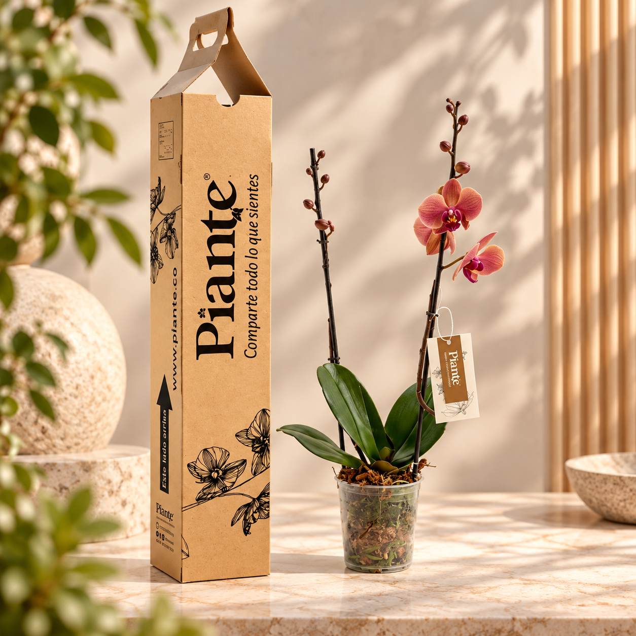 Orquidea_Piante__regalo_botanico_elegante.png