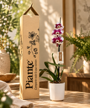 Orquídea Grandi Premium Exotica Barcelona en Matera Ceramica Blanca