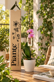 Orquídea Grandi Premium Salmon Jupiter en Taupe 15