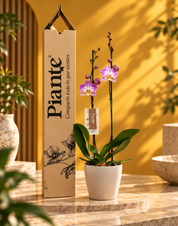 Orquídea Grandi Supreme Exotica Sunca Split en Taupe 15