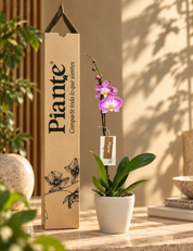 Orquídea Grandi Premium Exotica Sunca Split en Taupe 15