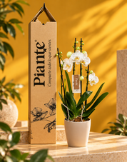 Orquídea Grandi Elite Blanco Nottingham en Taupe 15