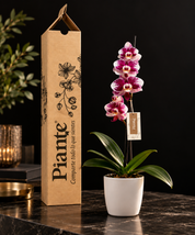 Orquídea Grandi Premium Exotica Barcelona en Matera Ceramica Blanca