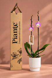 Orquídea Grandi Supreme Exotica  en Matera Acanalada
