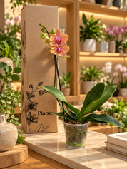 Orquídea Midi Premium Naranja Salmon Bolzano en Matera de Cultivo