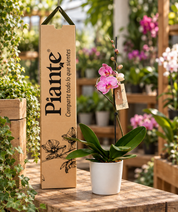 Orquídea Grandi Premium Salmon Jupiter en Matera Ceramica Blanca
