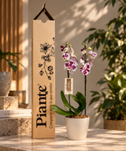 Orquídea Grandi Supreme Palamos en Taupe 15