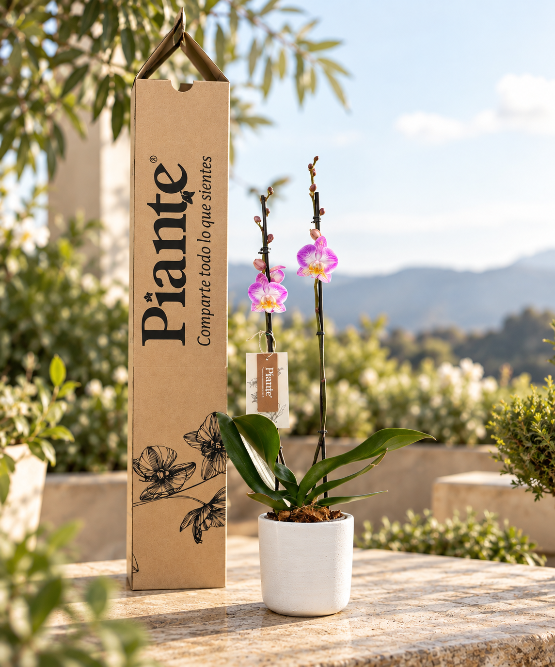 Orquidea_Piante_en_terraza_natural_074d6747-9a0d-4d3e-b3f0-e6cf0271f12a.png