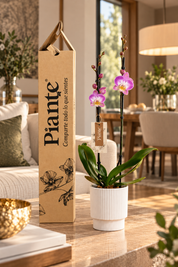Orquídea Grandi Supreme Exotica  en Matera Acanalada