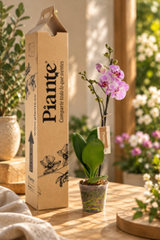Orquídea Grandi Premium Morado Sevilla