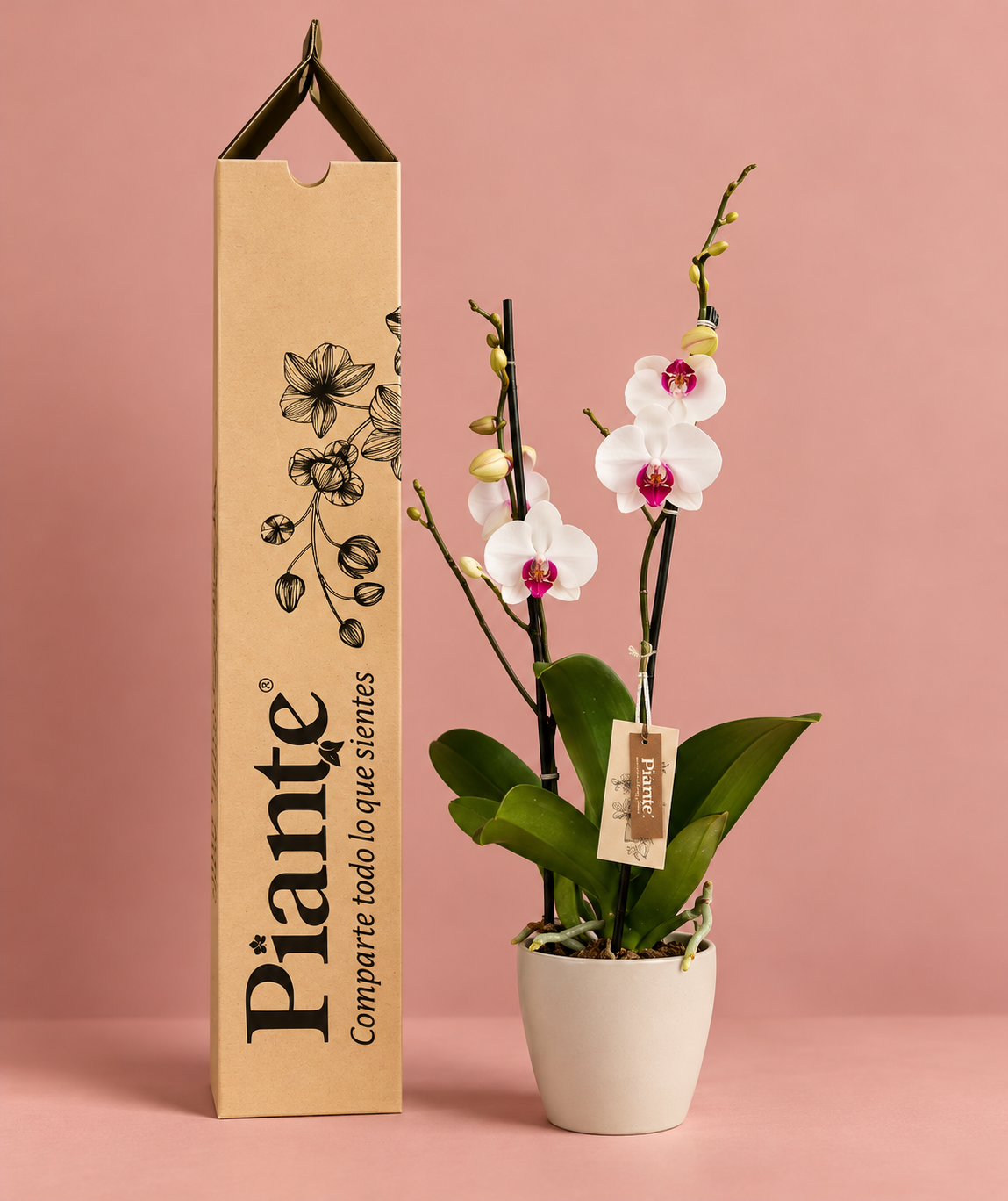 Orquidea_Piante_junto_a_empaque_artesanal.png