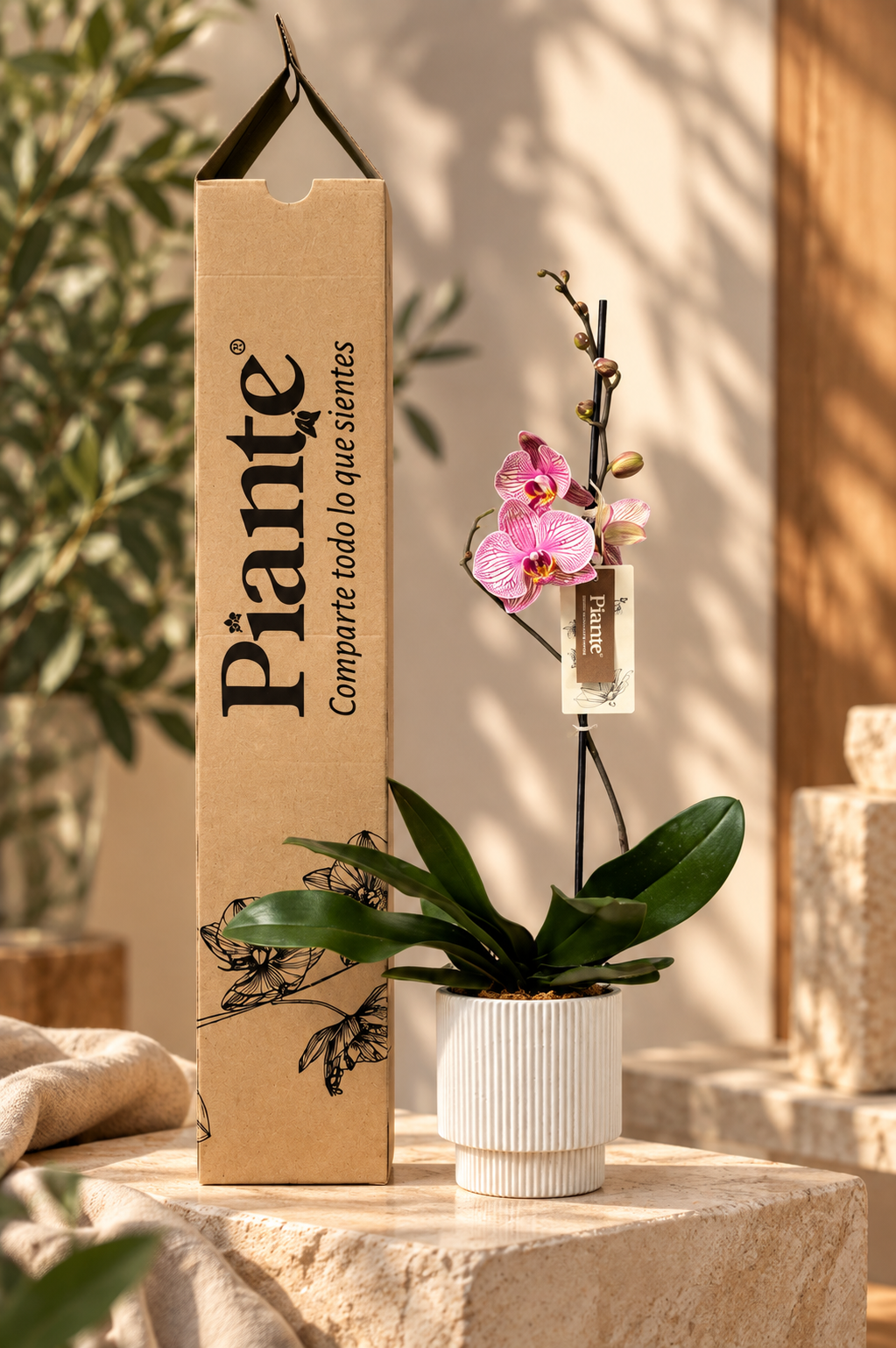 Orquídea Grandi Premium Salmon Jupiter en Matera Acanalada